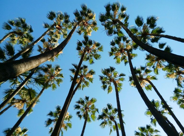 tropical-2459106_1280